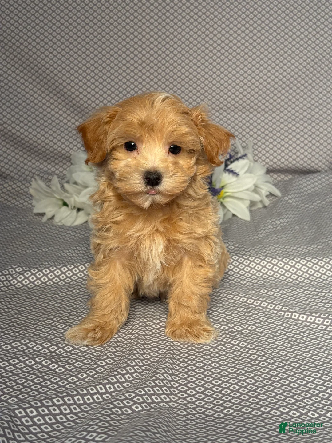 Maltipoo dogs for sale: Oscar - Ad 1