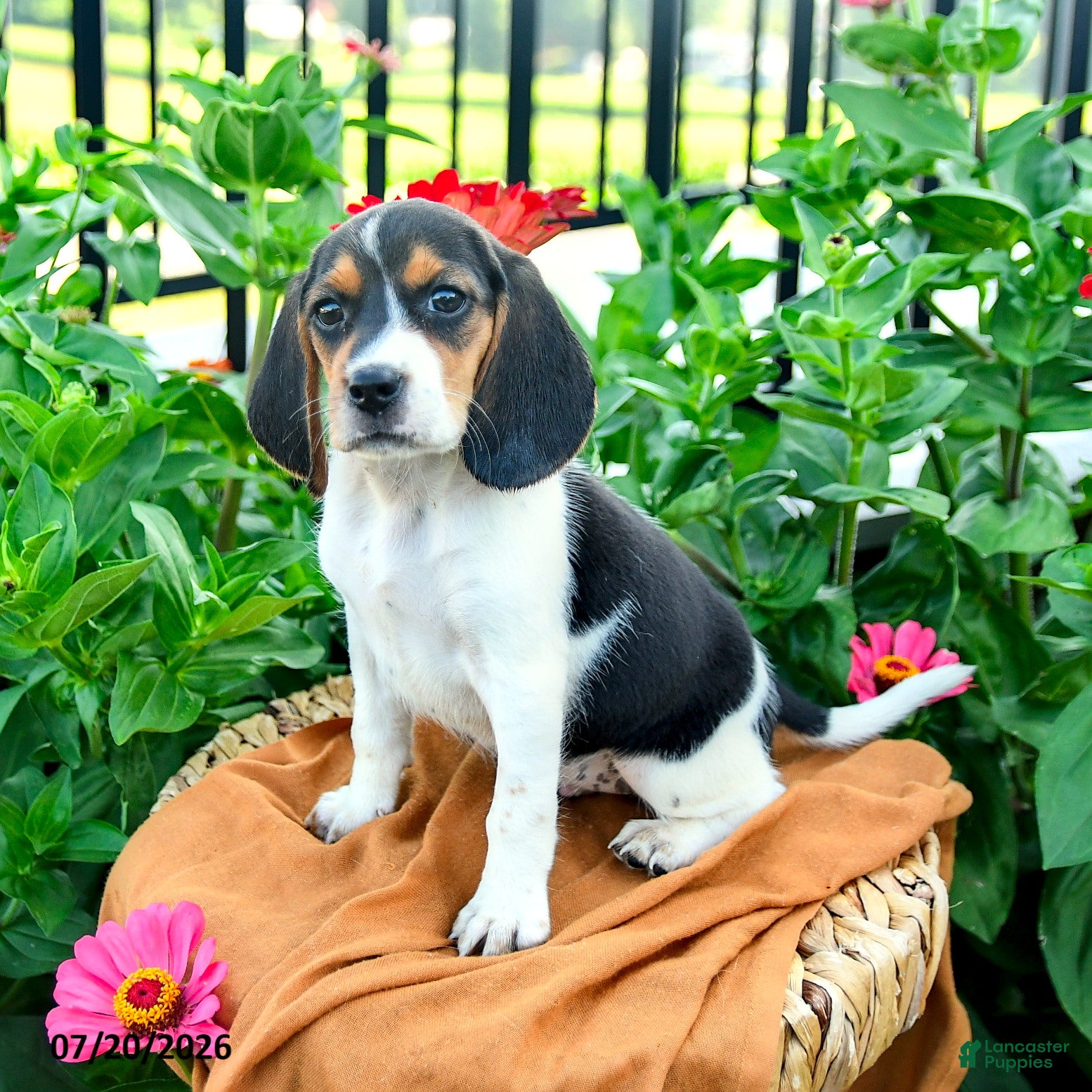 Beagle dogs Hadassah - Ad 1