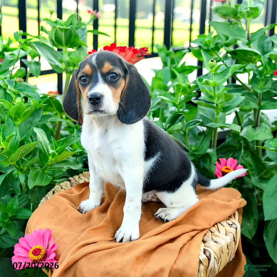 Beagle dogs for sale: Hadassah - Ad 1