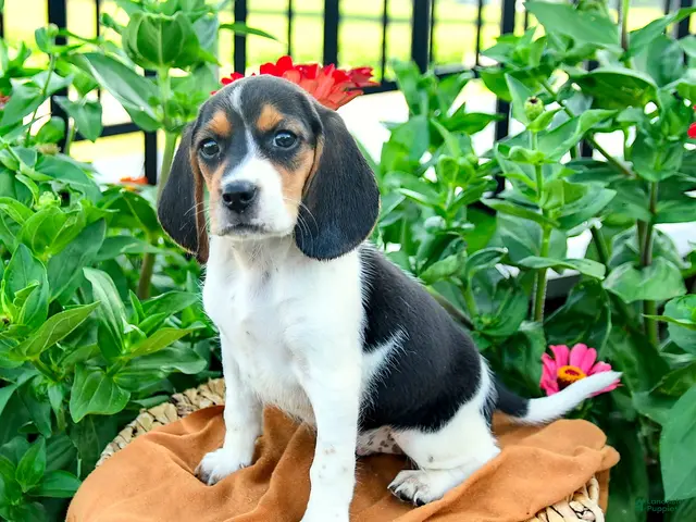 Beagle dogs for sale: Hadassah - Ad 1
