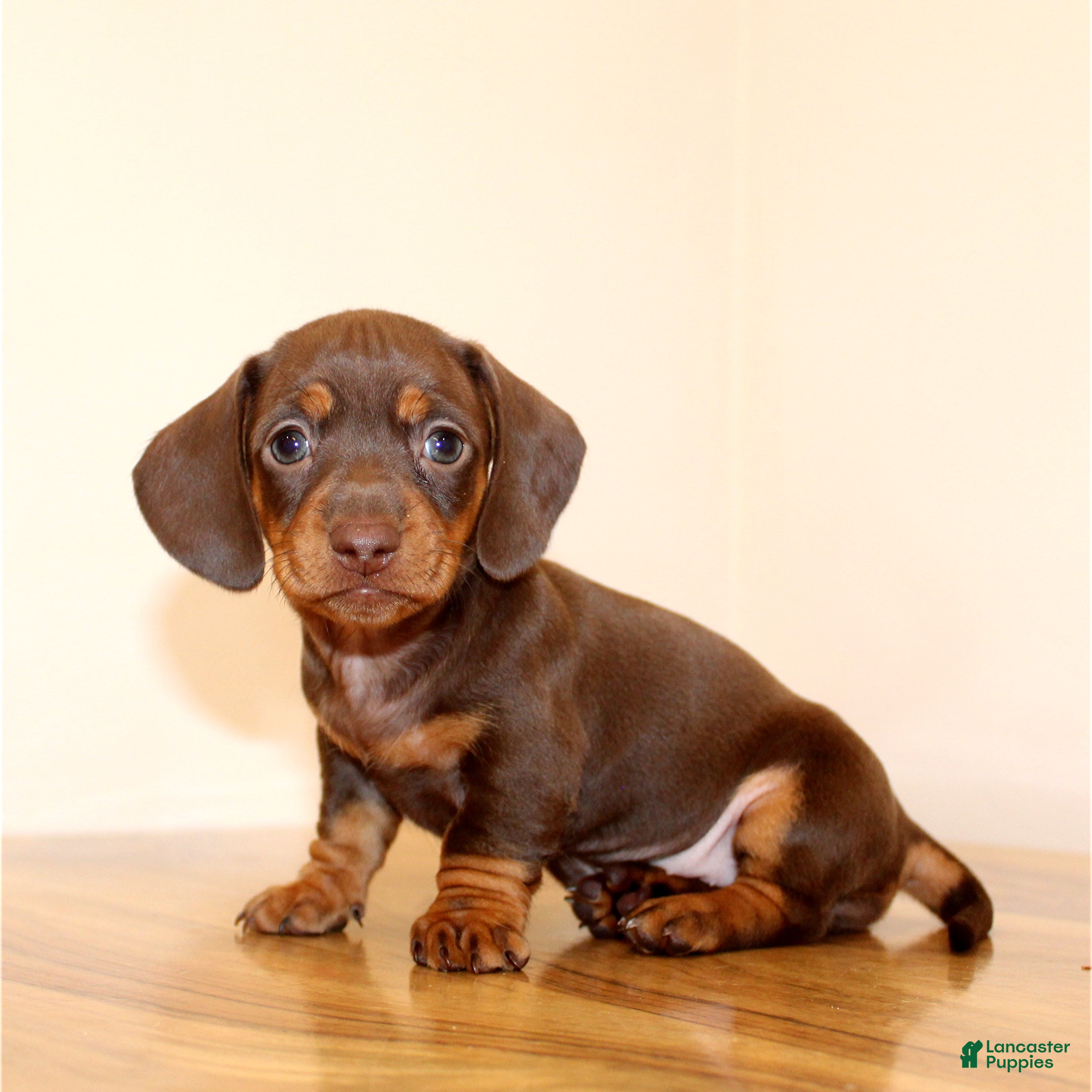 Miniature Dachshund dogs Brownie - Ad 33