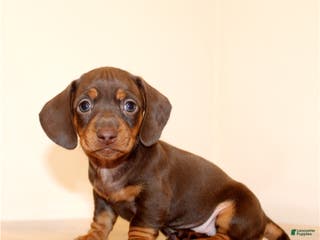 Miniature Dachshund dogs Brownie - Ad 14