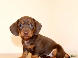 Miniature Dachshund dogs Brownie - Ad 4