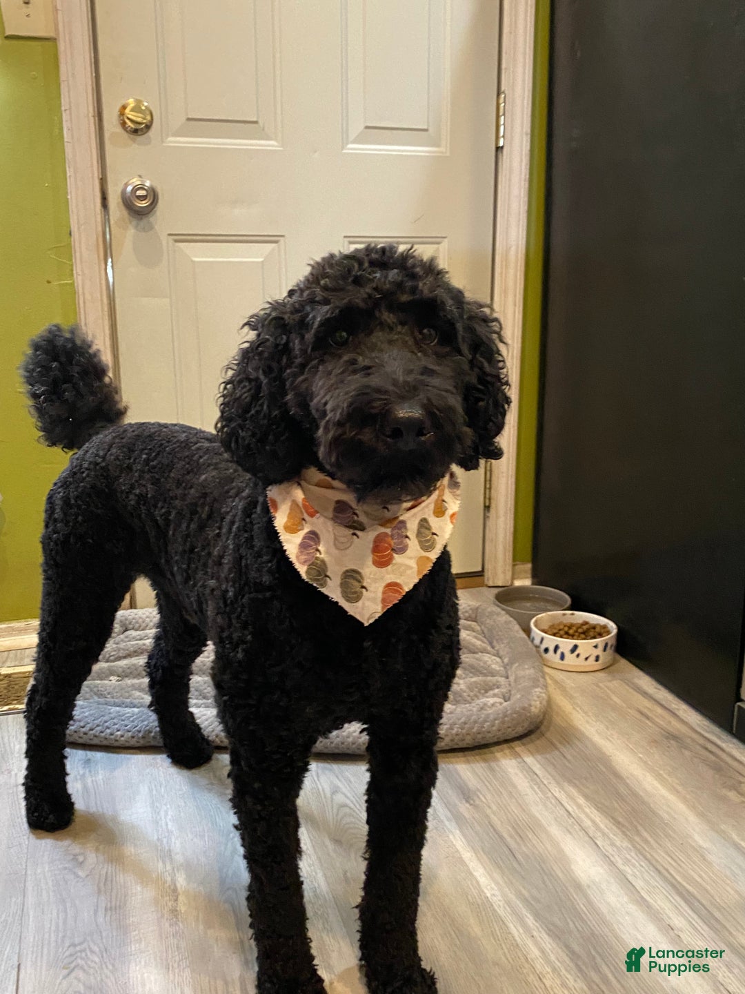 Goldendoodle dogs for stud: Cooper - Image 1