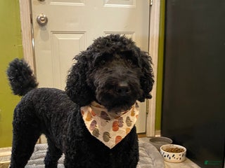 Goldendoodle dogs - Ad 4