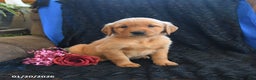 Golden Retriever dogs for sale: Jem   - Ad 3