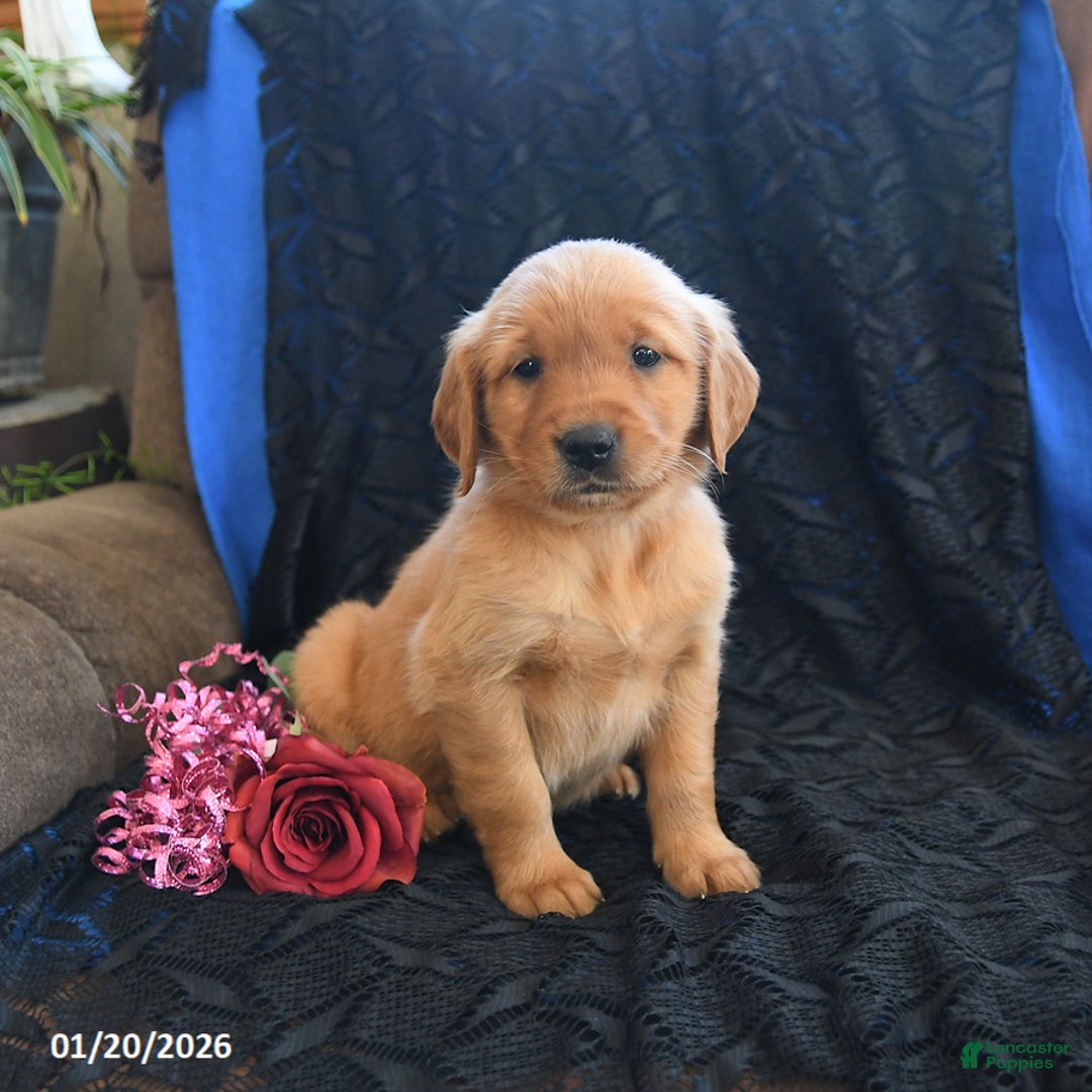 Golden Retriever dogs for sale: Jem   - Ad 3
