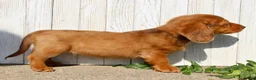 Miniature Dachshund dogs for sale: Avery - Ad 7