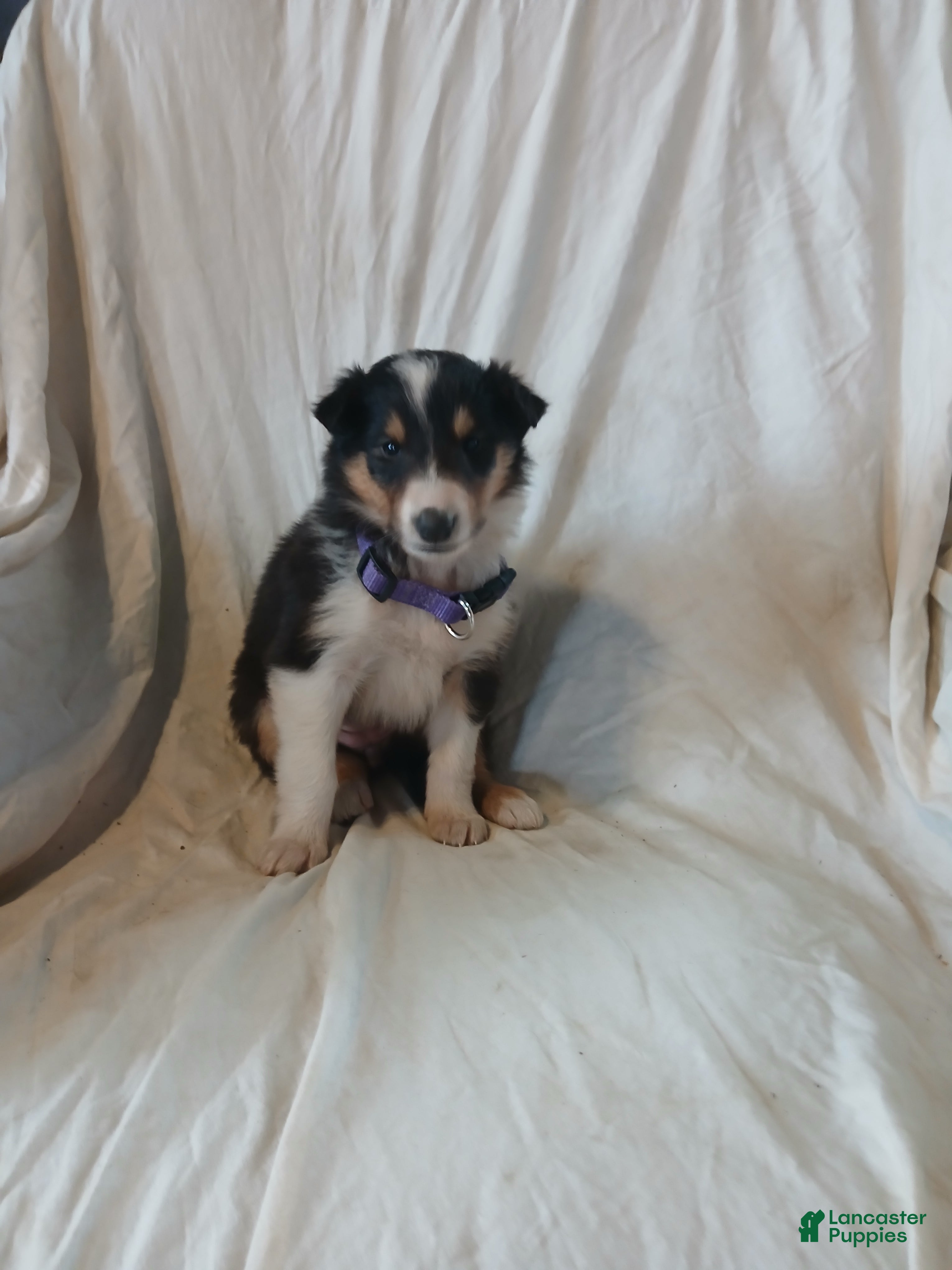 Collie dogs Bitzy - Ad 12