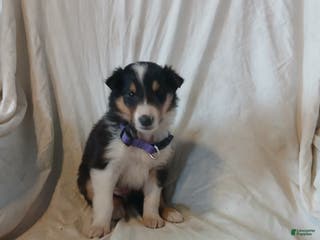 Collie dogs Bitzy - Ad 17