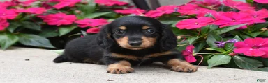 Bella  
