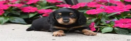 Miniature Dachshund dogs for sale: Bella   - Ad 1
