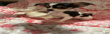 Chihuahua 2