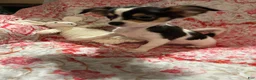 Chihuahua dogs for sale: Chihuahua 2 - Ad 1