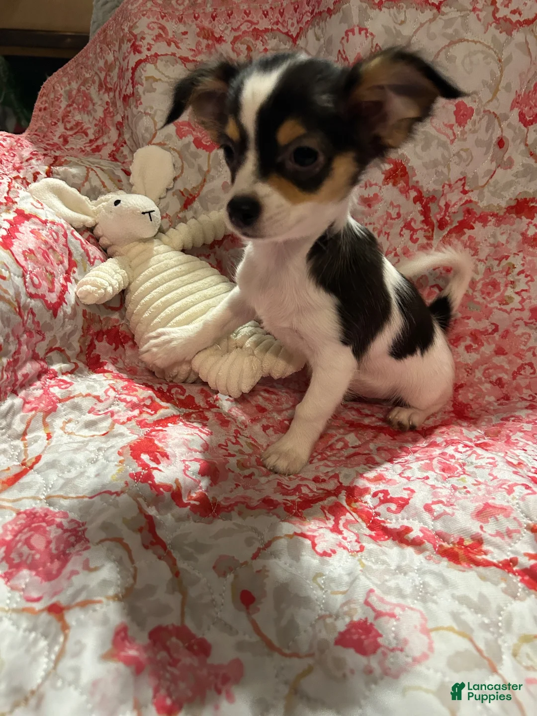Chihuahua dogs for sale: Chihuahua 2 - Ad 1