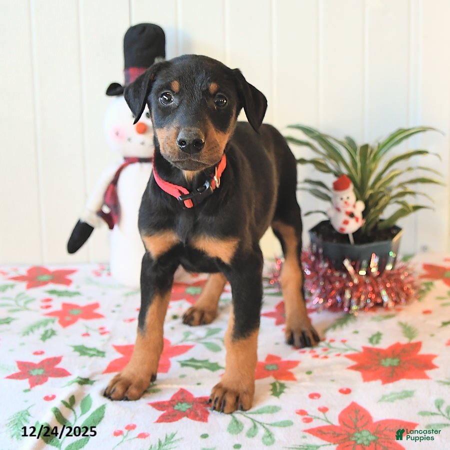 Doberman Pinscher dogs Bella   - Ad 36