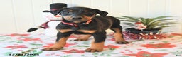 Doberman Pinscher dogs for sale: Bella   - Ad 1
