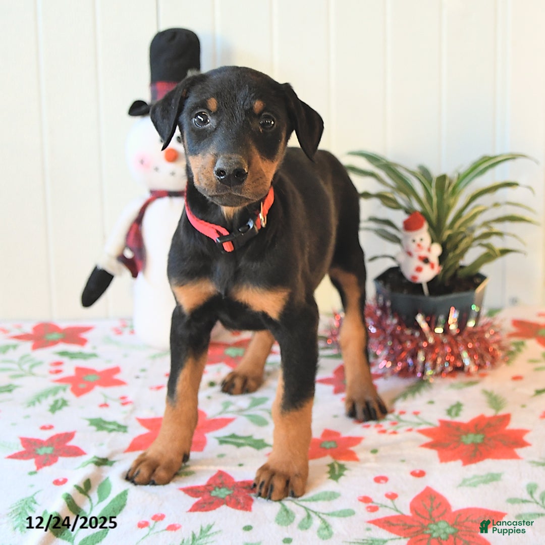 Doberman Pinscher dogs for sale: Bella   - Ad 1