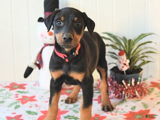 Doberman Pinscher dogs Bella - Ad 36