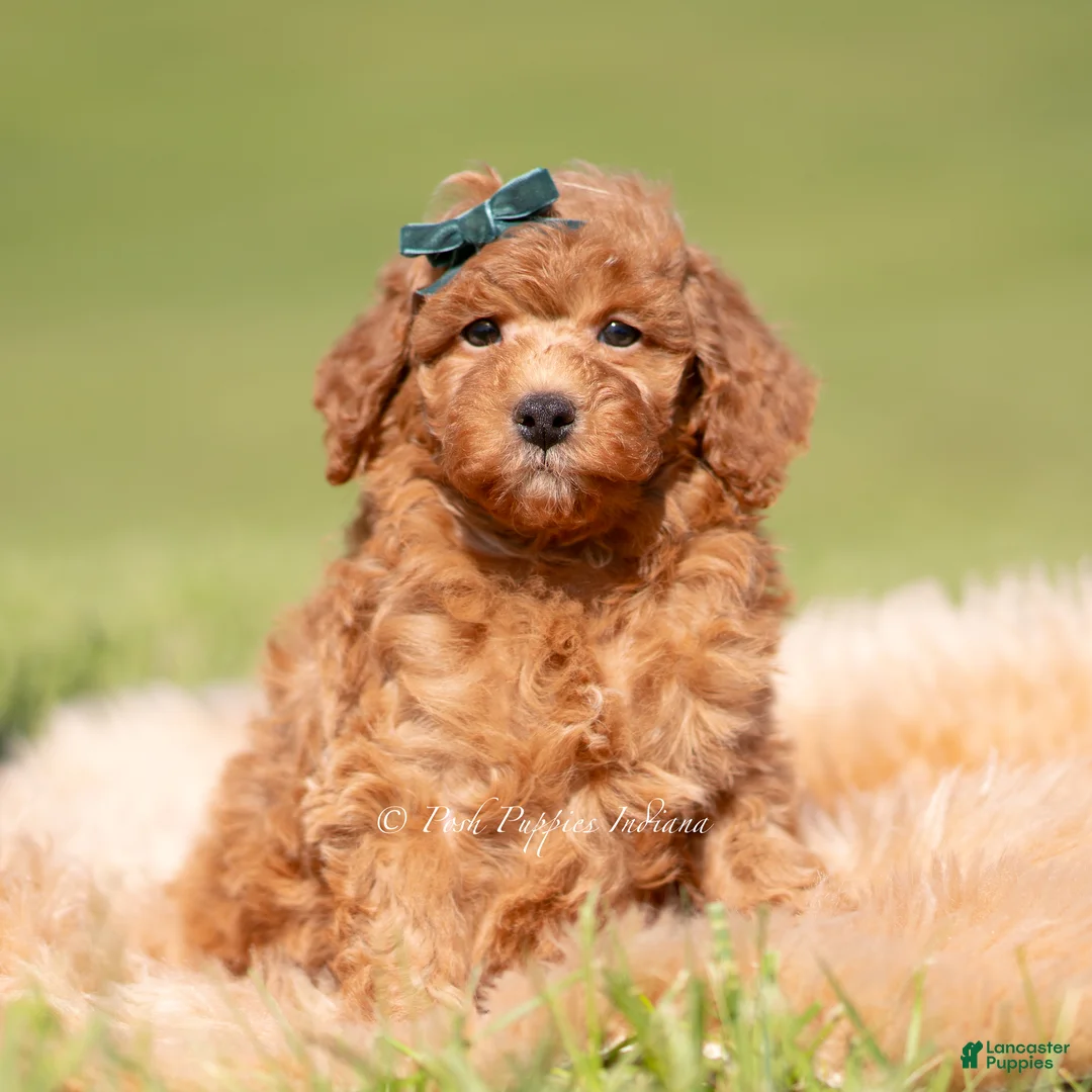 Toy Poodle dogs for sale: Rustle AKC - Ad 5