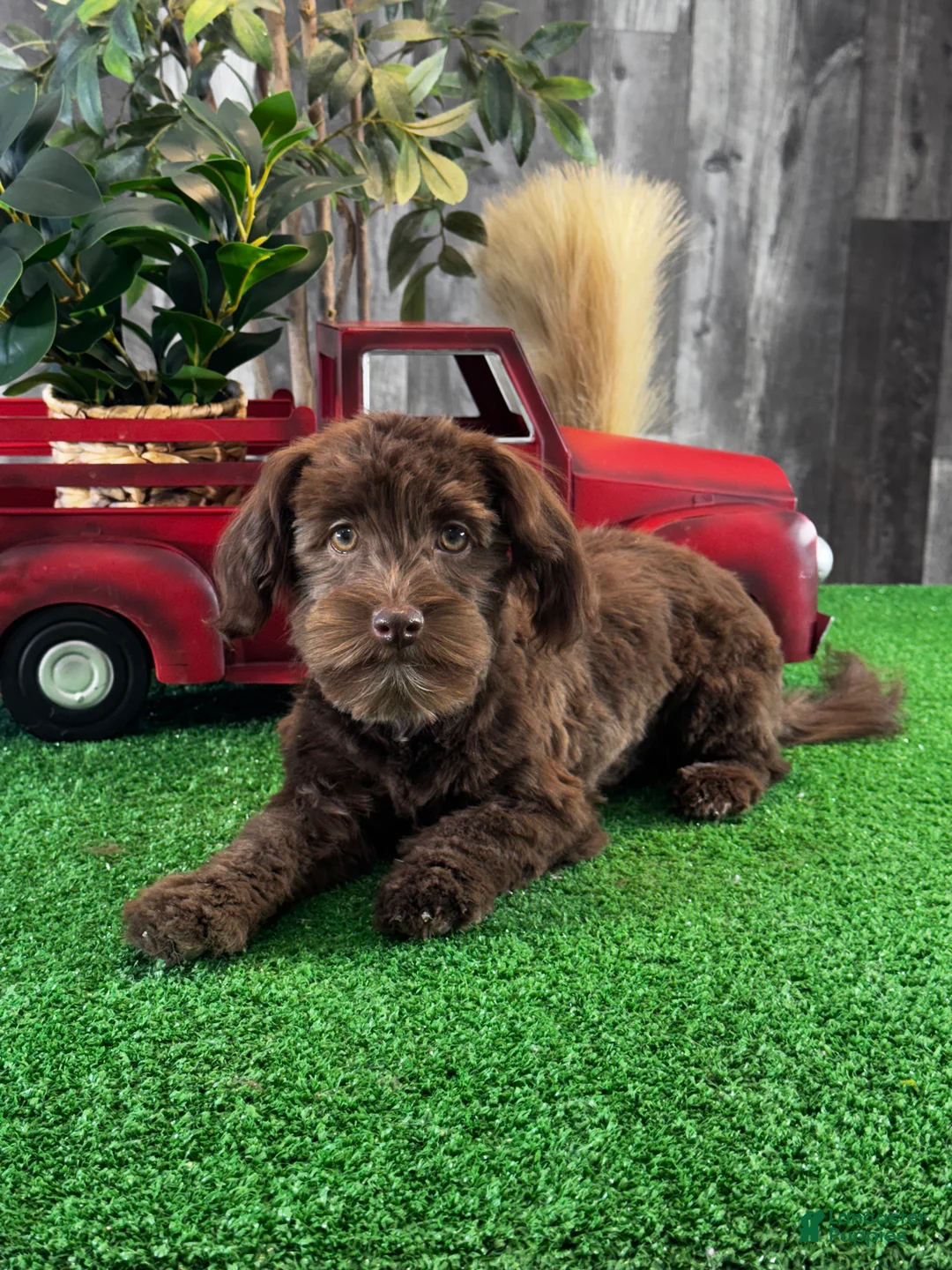 Havanese dogs for sale: Hanna  - Ad 1