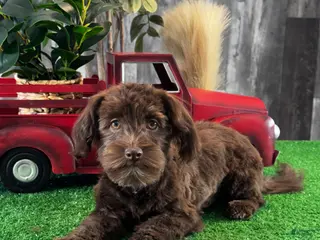 Havanese dogs Hanna - Ad 27