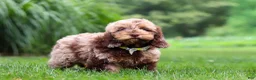 Cockapoo dogs for sale: Quinton - Ad 3