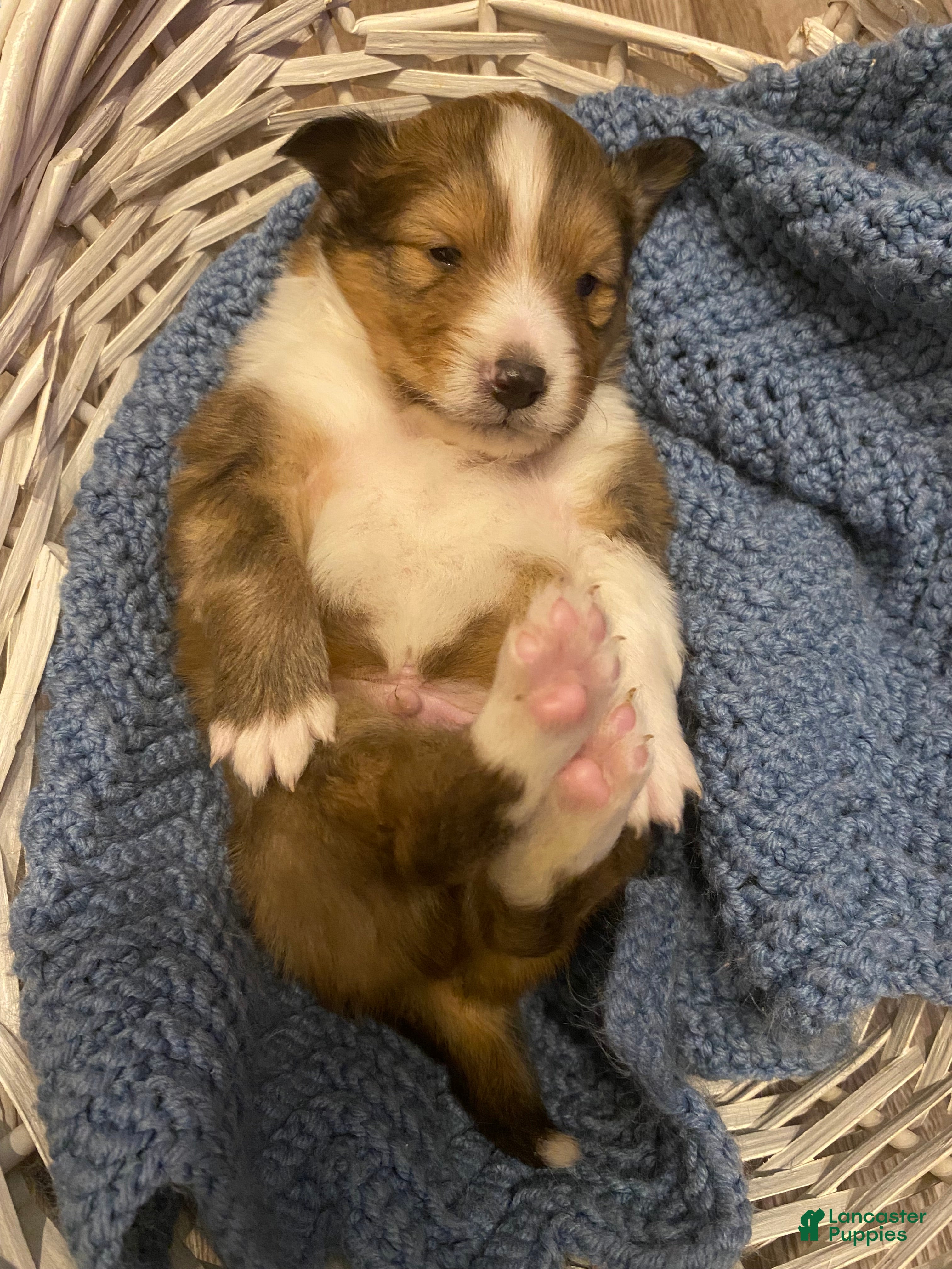 Shetland Sheepdog dogs Shetland Sheepdog Puppy 2 - Ad 22