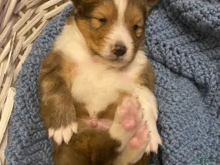 Shetland Sheepdog dogs Shetland Sheepdog Puppy 2 - Ad 22