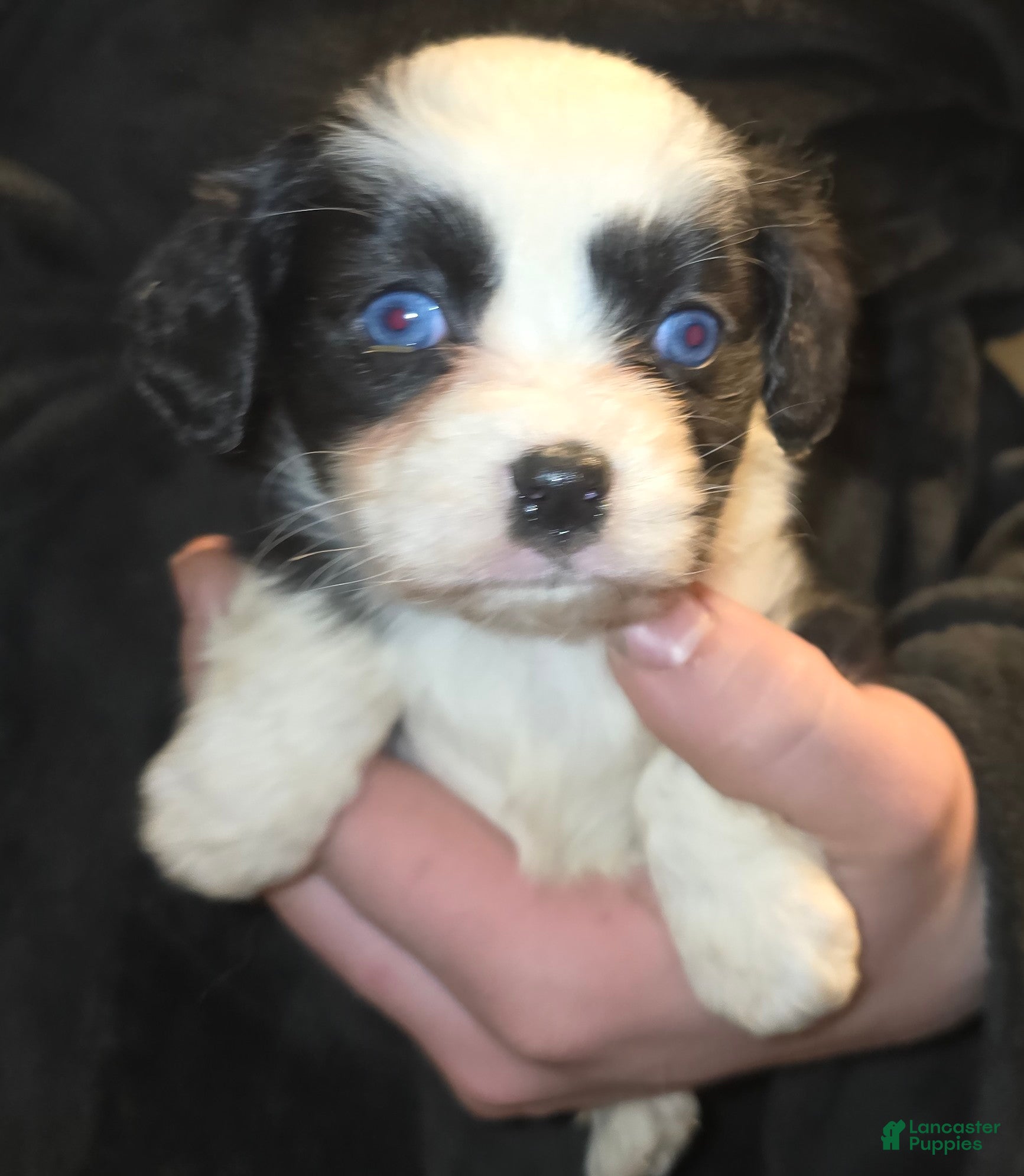 Mixed Breed dogs Penny - Ad 22