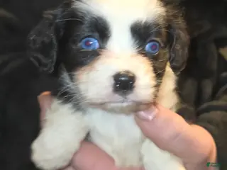 Mixed Breed dogs Penny - Ad 27