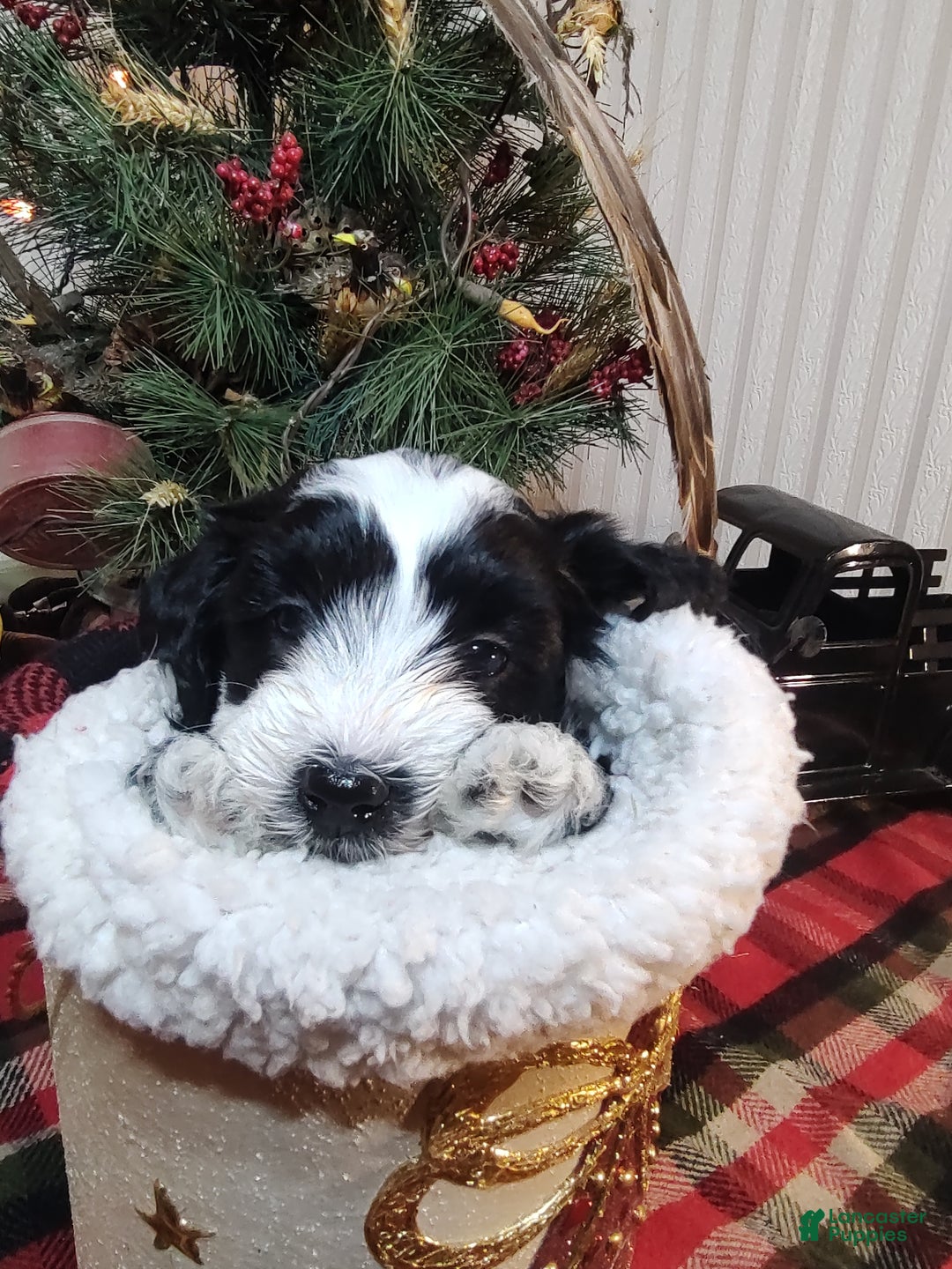 Mini Sheepadoodle dogs for sale: Buck - Ad 8