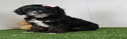 Cockapoo dogs for sale: Darla - Ad 1