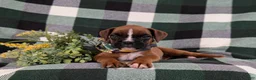 Boxer dogs for sale: Parkinson - Ad 5