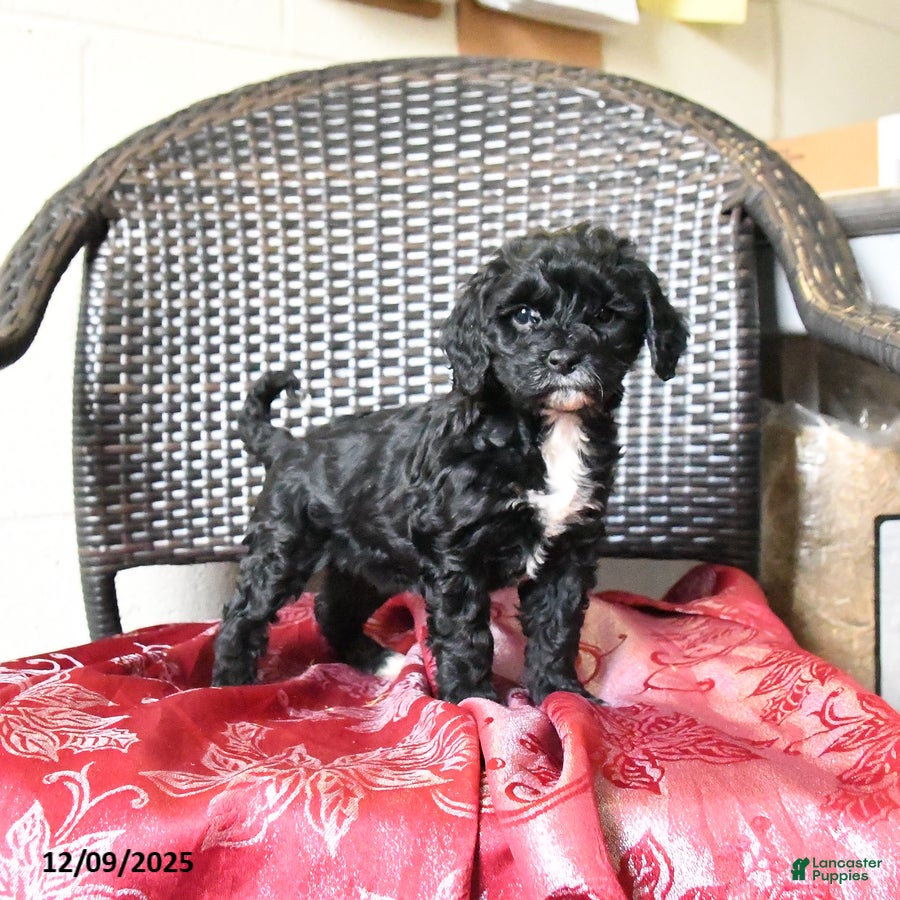 Cockapoo dogs Maggie - Ad 34