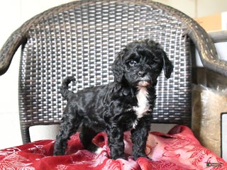 Cockapoo dogs Maggie - Ad 4