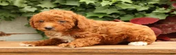 Miniature Poodle dogs for sale: Seth - Ad 5