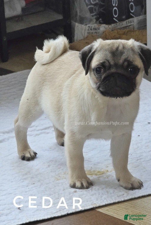 Pug dogs Cedar Silver Fawn Pug Puppy - Ad 1