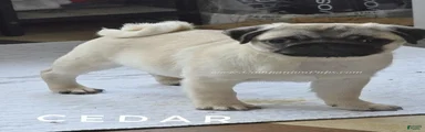 Cedar Silver Fawn Pug Puppy