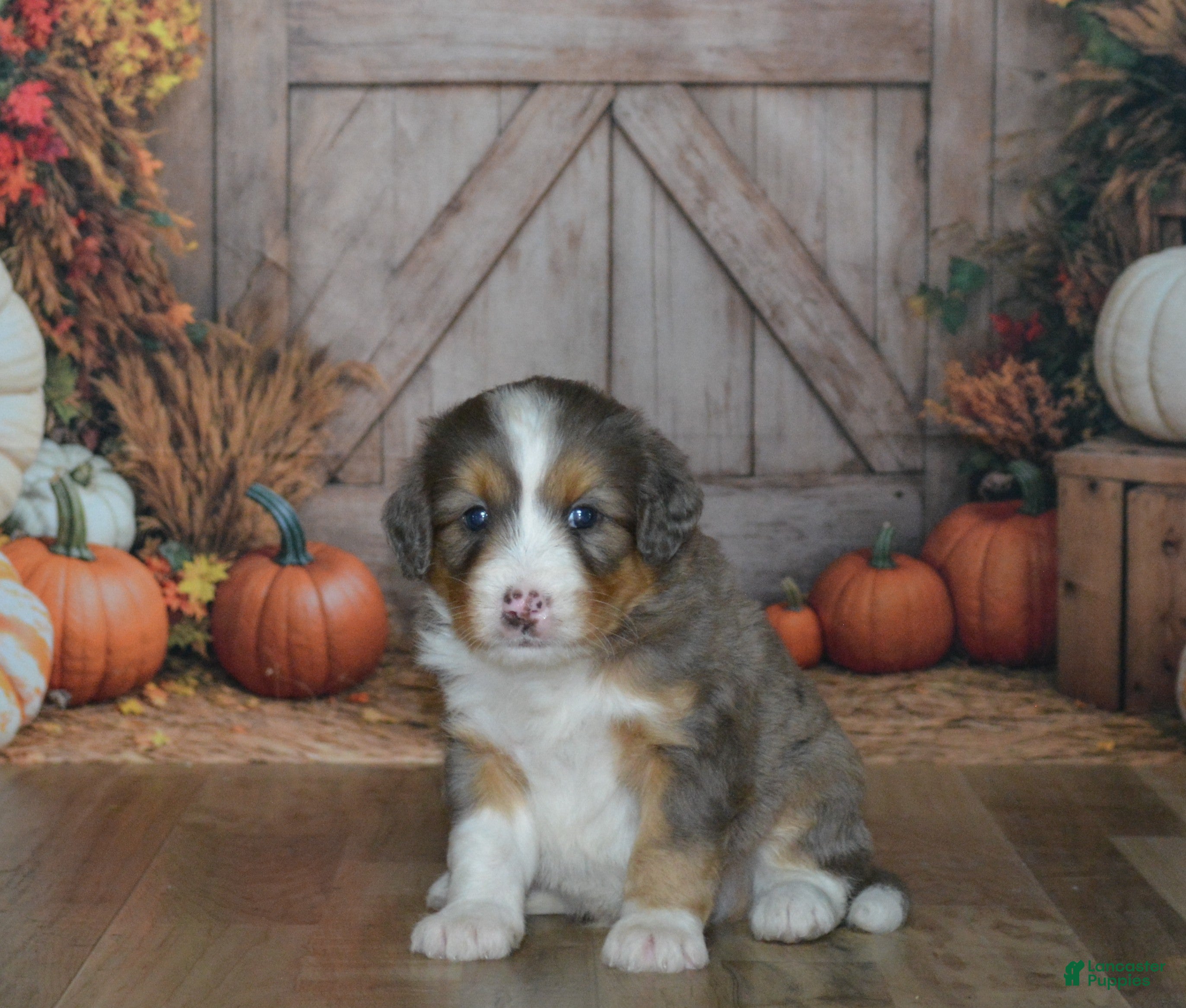 Mini Bernedoodle dogs Apollo - Ad 1
