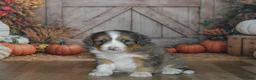 Mini Bernedoodle dogs for sale: Apollo - Ad 1