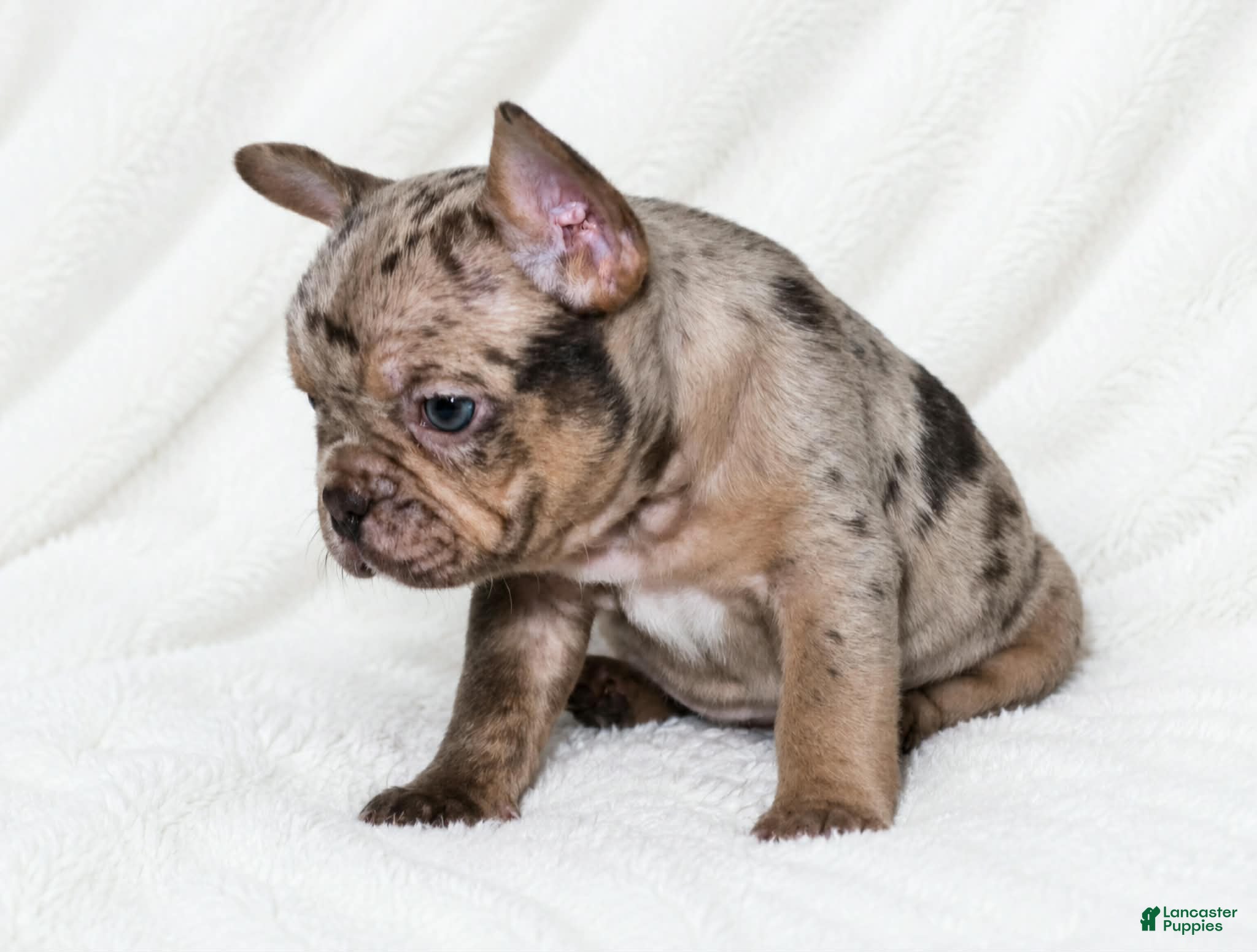 French Bulldog dogs Seldovia  - Ad 2