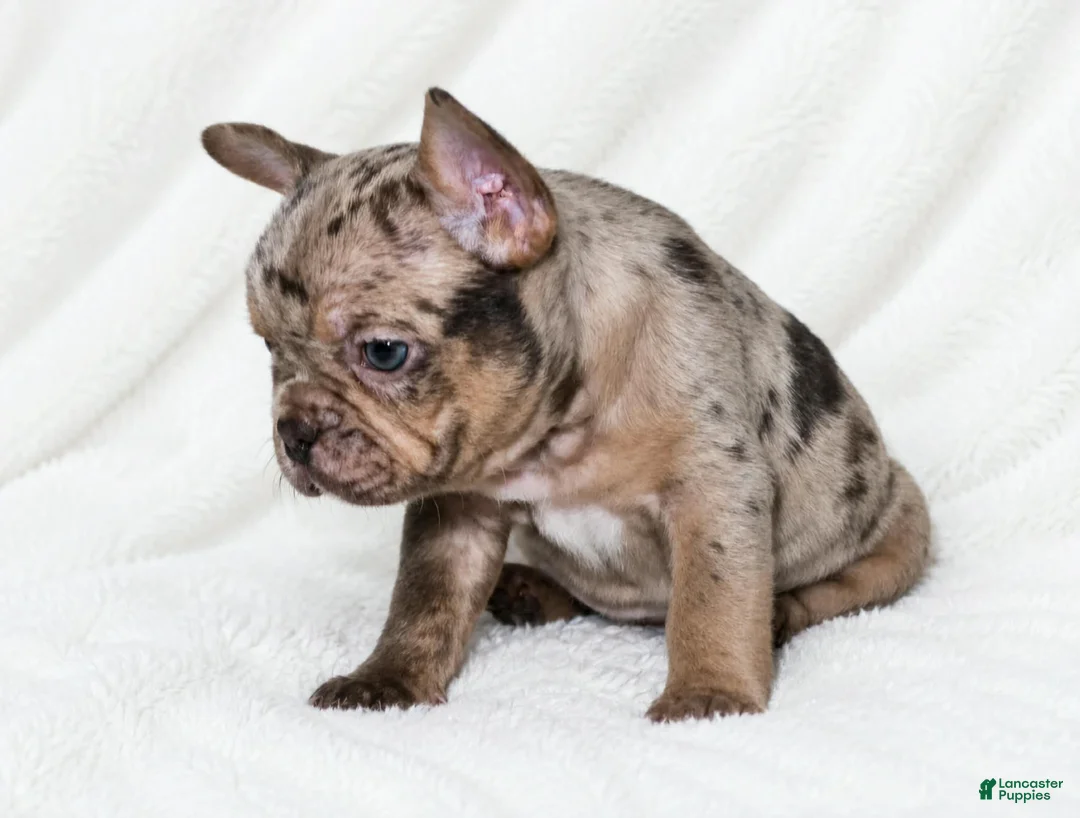 French Bulldog dogs for sale: Seldovia  - Ad 2