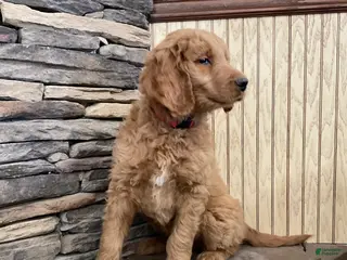 Goldendoodle dogs Clark - Ad 12
