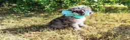 Mini Goldendoodle dogs for sale: Mini Goldendoodle 8 - Ad 6