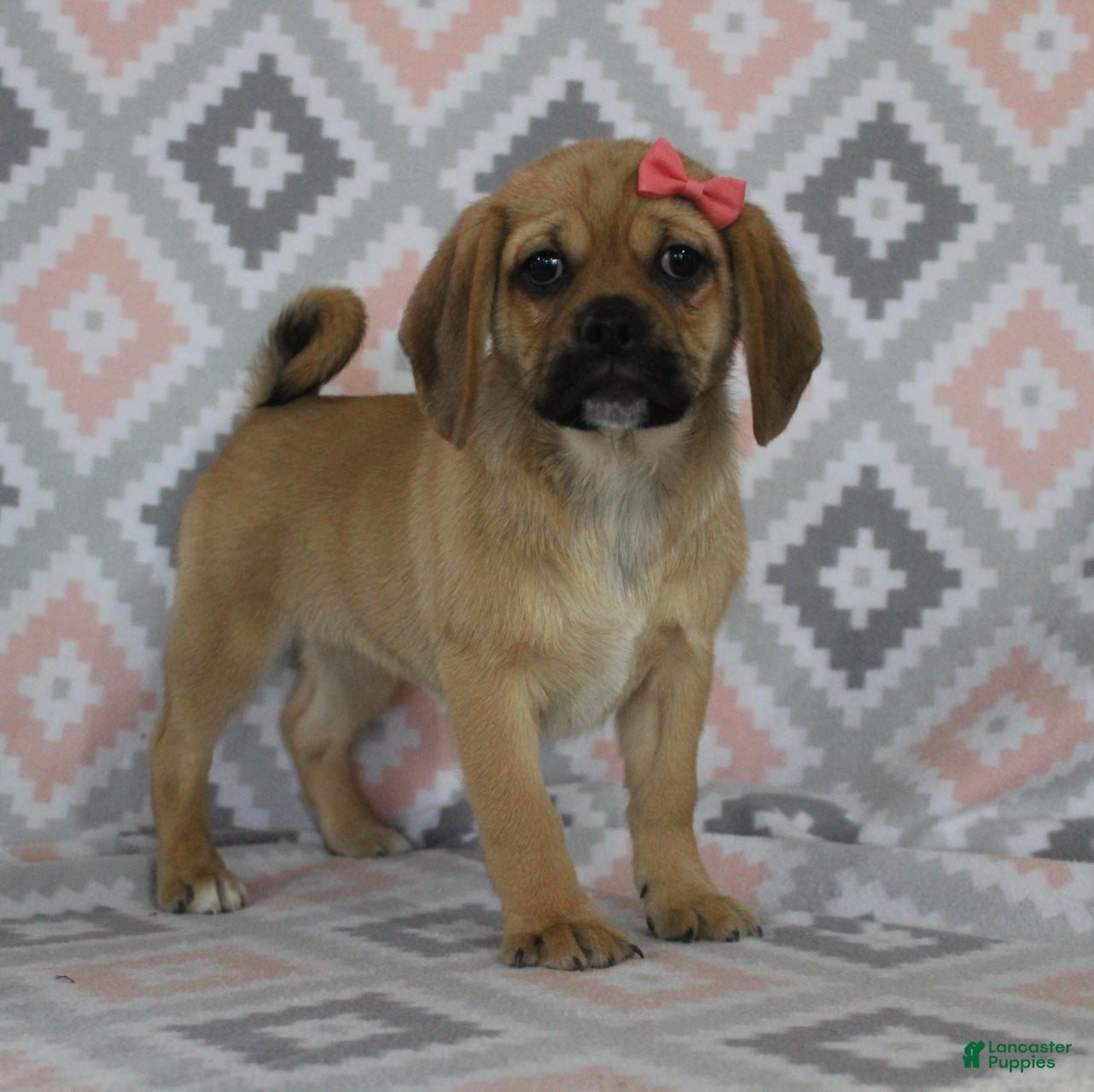 Puggle dogs Gretchen - Ad 1