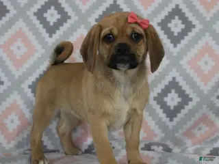 Puggle dogs for sale: Gretchen - Ad 2