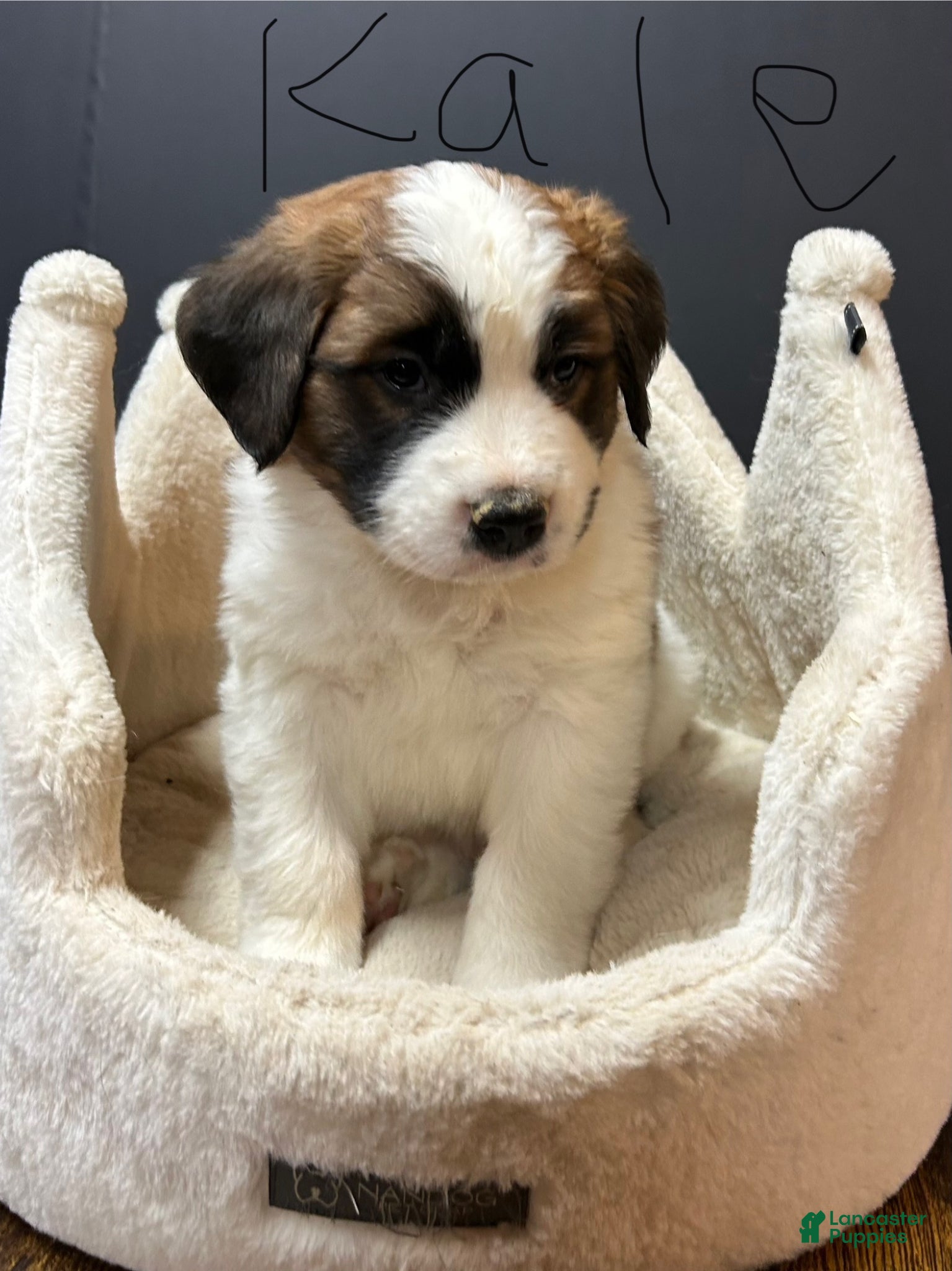 Saint Bernard dogs Saint Bernard Puppy 2 - Ad 1