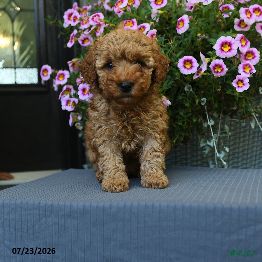 Miniature Poodle dogs for sale: Nugget - Ad 2