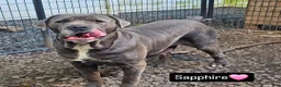Cane Corso dogs for sale: Diesel - Ad 6